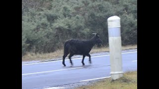 Wild Goats Shiel Bridge Glenshiel Kyle Scotland [upl. by Vittorio]