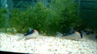 New acquisition Seven Corydoras duplicareus in QT [upl. by Almallah457]