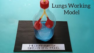 MECHANISM OF BREATHING MODELLUNG🫁 BREATHING MODELSCIENCE MODELSCIENCE TLMLUNGS BREATHING PROJECT [upl. by Anirual]