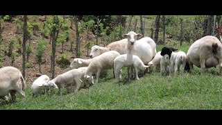 Cómo Empezar un Criadero de Ovinos El Reten  Magdalena  TvAgro por Juan Gonzalo Angel [upl. by Eolanda799]