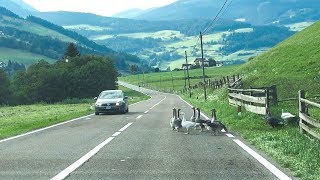 Gänseschar blockiert Fahrbahn Sarntal [upl. by Amanda]