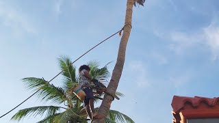 TREE CUTTING ERODEANBUquot7358911306 COCONUT CUTTING WORK VIDEO [upl. by Dore]