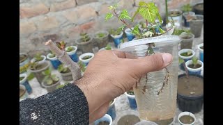 rooting of iresine herbstii plant cutting in water  Result of blood leaf iresine rooting in water [upl. by Sirap]