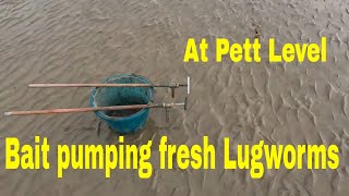 TRYING TO PUMP fresh Black Lugworms for fishing bait [upl. by Anilys]