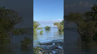 Where do the mangroves grow shorts tree beach [upl. by Darsie]