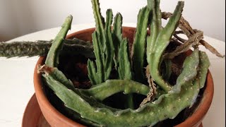 SOS Saving a Sad Stapelia grandiflora [upl. by Adala]