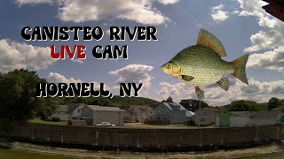 Canisteo River Live Cam 247  Hornell New York  8232024 [upl. by Eninahs614]