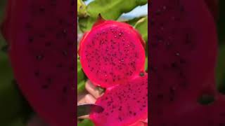 Dragon fruit dragon dragonplant agriculture shortvideo ytshorts harvesting [upl. by Utta165]