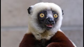 Sifaka lemur [upl. by Christianity430]