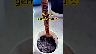 No seed germination😒॥Chilli seed germination update॥ मिर्च की सीड germinate नहीं हुए ॥ shorts [upl. by Lytsyrk]