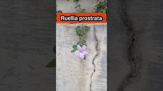 ruellia prostratabunga ruellia prostratashorttanaman hias [upl. by Edrick]