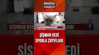 Kedi Şiraz koşu bandına çıktı showanahaber shorts [upl. by Davide]