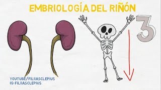 Embriología Renal Riñón [upl. by Seditsira]