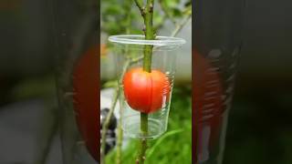 Best way to propagate rose plant ✅ Rose Plants propagation technique [upl. by Alam]