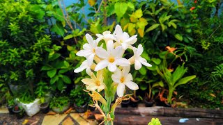 How to grow Tuberose from a bulb and Care  Right Time [upl. by Kellsie]