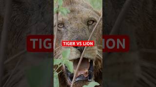 Lion vs Tiger Whos the King LionVsTiger tiger animals lion [upl. by Htedirem]