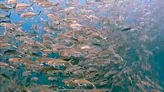 Jackfish Trevally [upl. by Lecirg427]