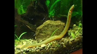 AWESOME ROPE FISH  SNAKEFISH  REEDFISH  Erpetoichthys calabaricus HD [upl. by Ahsikan]