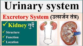 Urinary system Anatomy and Physiology Kidney structure and function Excretory system Renal System [upl. by Anabelle]