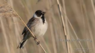 Reed Bunting singing [upl. by Diraf]