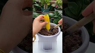 Easy method of propagate banana tree propage banana graft [upl. by Nyloj252]