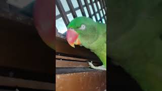 mane pahle bhi kha tha birdslover status birds funnyshorts viralreels funnyreel shortsfeed [upl. by Esiuole625]