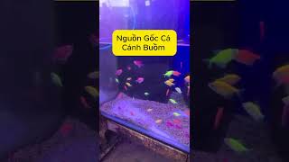 Nguồn Gốc Cá Cánh Buồm shortvideos cácánhbuồm [upl. by Jahncke]