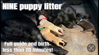 How to Whelp a Litter Of PuppiesComplete Guide  Labrador Retrievers [upl. by Takashi734]