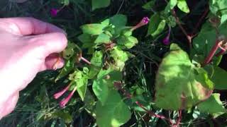 How to Collect Four O’Clock Seeds  Mirabilis Jalapa [upl. by Fairweather705]