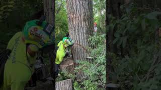 dropping a cottonwood with the ms 661 stihl chainsaw treework tree powertools log [upl. by Eneluj]