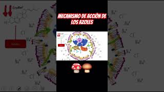 Mecanismo de acción de los azoles en menos de 1 minuto 🍄‍🟫🍄 antifungal hongos farmacologia [upl. by Levenson66]