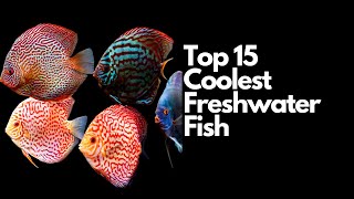 The Top 15 Coolest Freshwater Fish 🐠 [upl. by Aliak370]