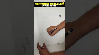 Nephron Diagram in 60 Seconds  Life Processes  Class 10 Biology  Science  CBSE Board Exam 2024 [upl. by Tabib538]