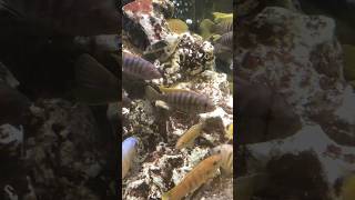 Awesome variety of Lake Malawi Cichlids [upl. by Anait]