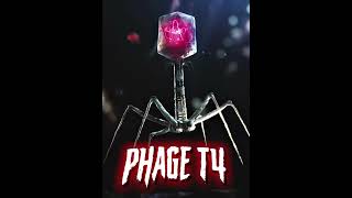 Phage T4 The Bacteria Killer bacteria science biology edit virus cell phonk death [upl. by Niobe]