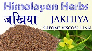 Himalayan Herbs Jakhiya  जखिया  Cleome viscosa Linn [upl. by Saffren]