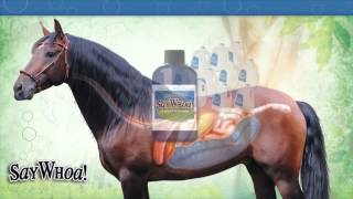 Horse Colic SayWhoa  Educational Video Horse Digestive Tract for Horse Owners [upl. by Cassy]