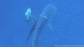 20foot whale shark trapped in rope freed by divers [upl. by Essila]