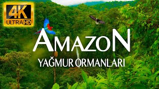 4K AMAZON YAĞMUR ORMANLARI  DİNLENDİRİCİ DOĞA VE MÜZİK VİDEOSU [upl. by Kolnos]