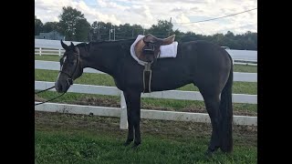 DGS Iron Proof AQHAAPHASPB 2016 Gray Gelding on Longe Line [upl. by Okihsoy774]