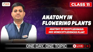 Anatomy of Dicotyledonous and Monocotyledenous Plant  class 11  Biology  One Day One Topic [upl. by Anead382]