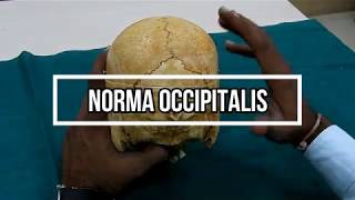 Norma Occipitalis [upl. by Ramoh]