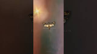 Watercolour hawkmoth x Tennessee Williams  mixedmediaanimation stopmotionvideo artvideos [upl. by Mauralia964]