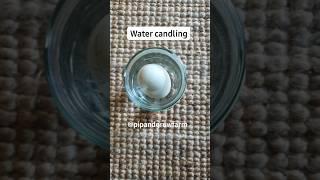 Water candling fertile eggs pipandgrowfarm [upl. by Ahsino]