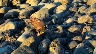 Galápagos Hawk Kills a Lava Heron [upl. by Harris378]