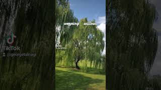 Weeping willows [upl. by Desai]