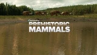 A Look At Prehistoric Mammals [upl. by Ahsitam695]