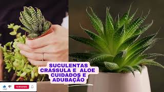 SUCULENTAS Crassula e Aloe cuidados e adubação [upl. by Eecak720]