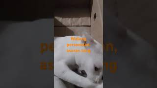 Asaran lng puti walang pikunan cat trending funny [upl. by Rotsen840]