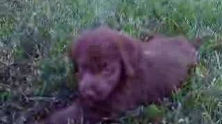 F1B Labradoodles Playing in the Yard [upl. by Elata265]